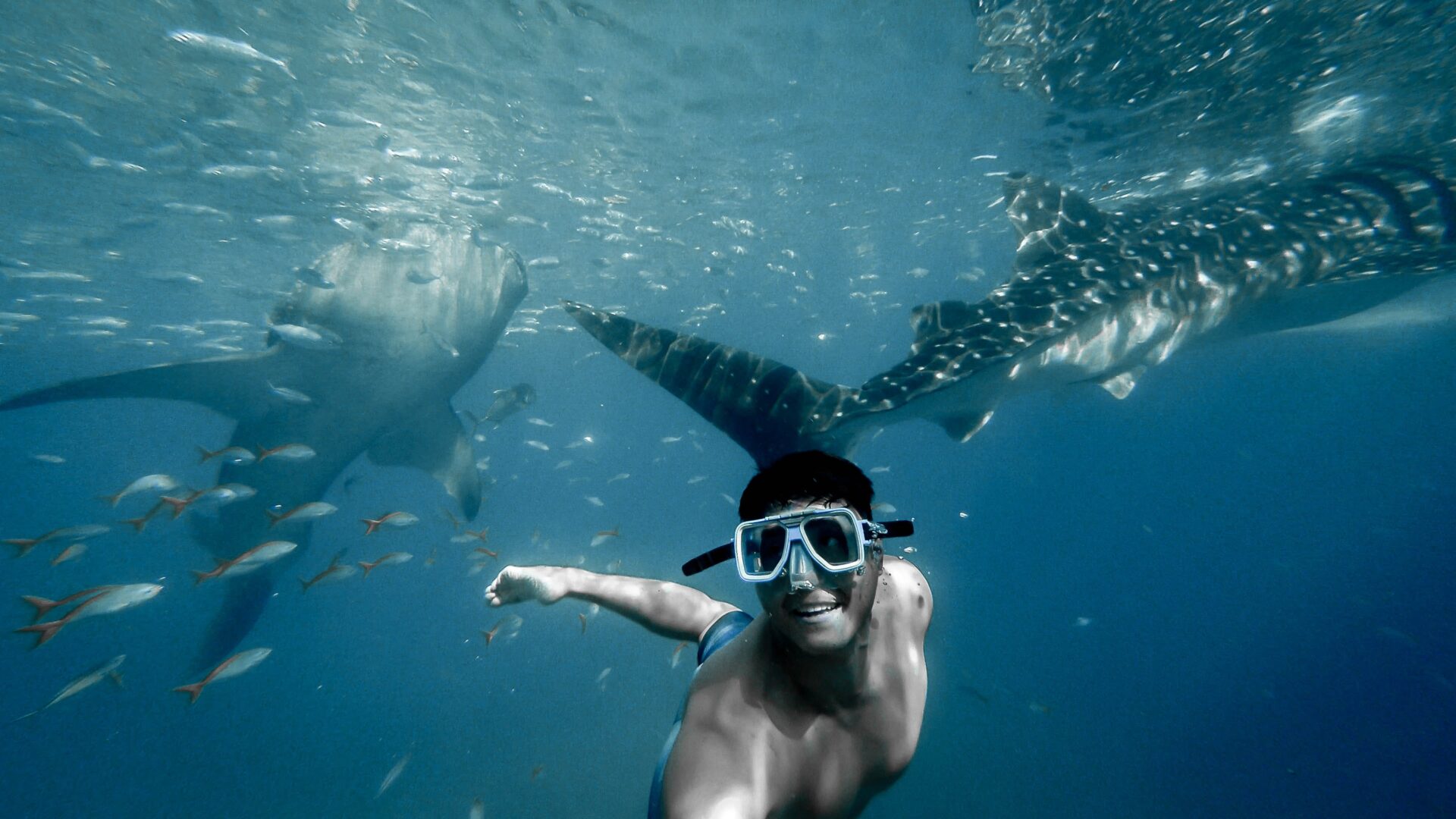 Man Under Water With Sharks and Small Fishes